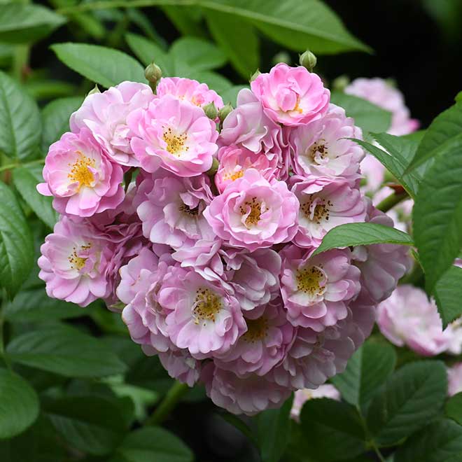 バラ ボニー｜花の手帖の薔薇図鑑