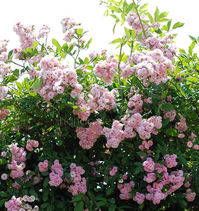 バラ ボニー｜花の手帖の薔薇図鑑