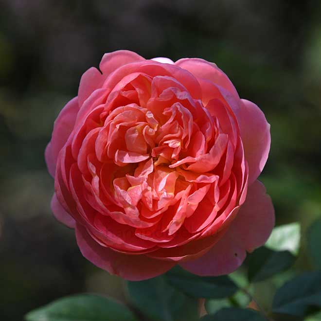 バラ ボスコベル｜花の手帖の薔薇図鑑