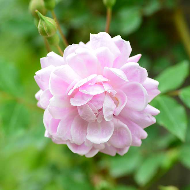 バラ ブーゲンビル｜花の手帖の薔薇図鑑