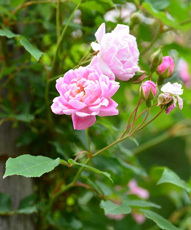 バラ ブーゲンビル｜花の手帖の薔薇図鑑
