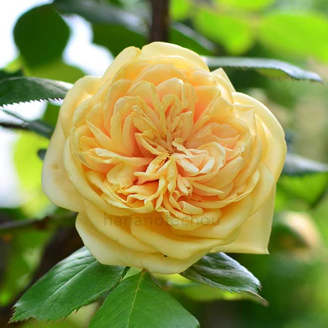 バラ ブーケ ドール｜花の手帖の薔薇図鑑