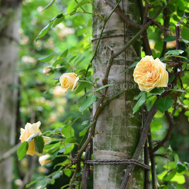バラ ブーケ ドール｜花の手帖の薔薇図鑑