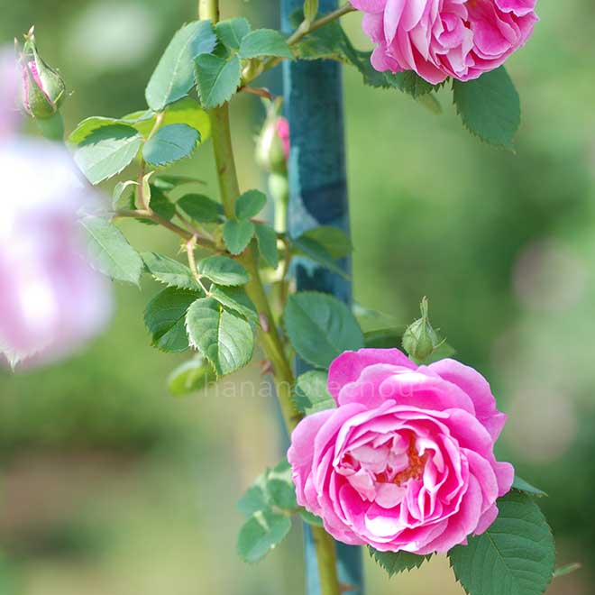 バラ ブルボンクイーン｜花の手帖の薔薇図鑑