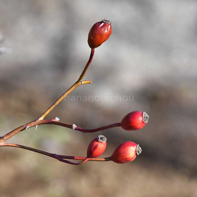 バラ ブルボンクイーン｜花の手帖の薔薇図鑑