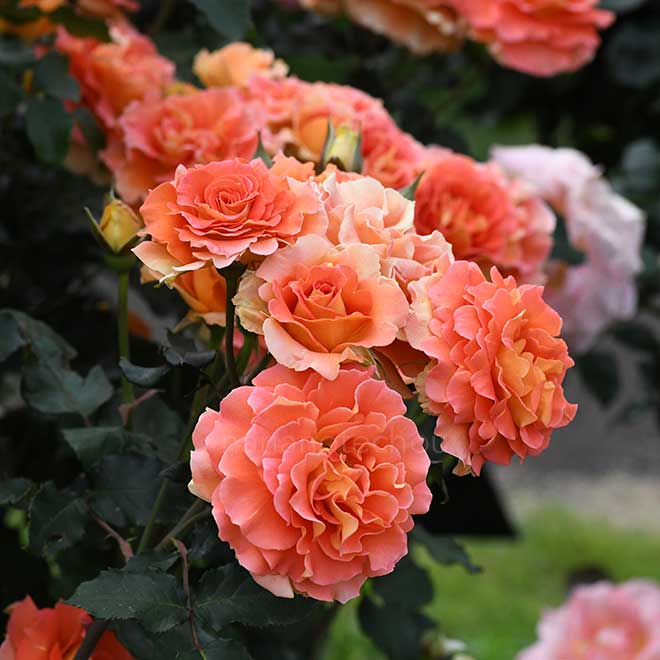 バラ ブラス バンド｜花の手帖の薔薇図鑑