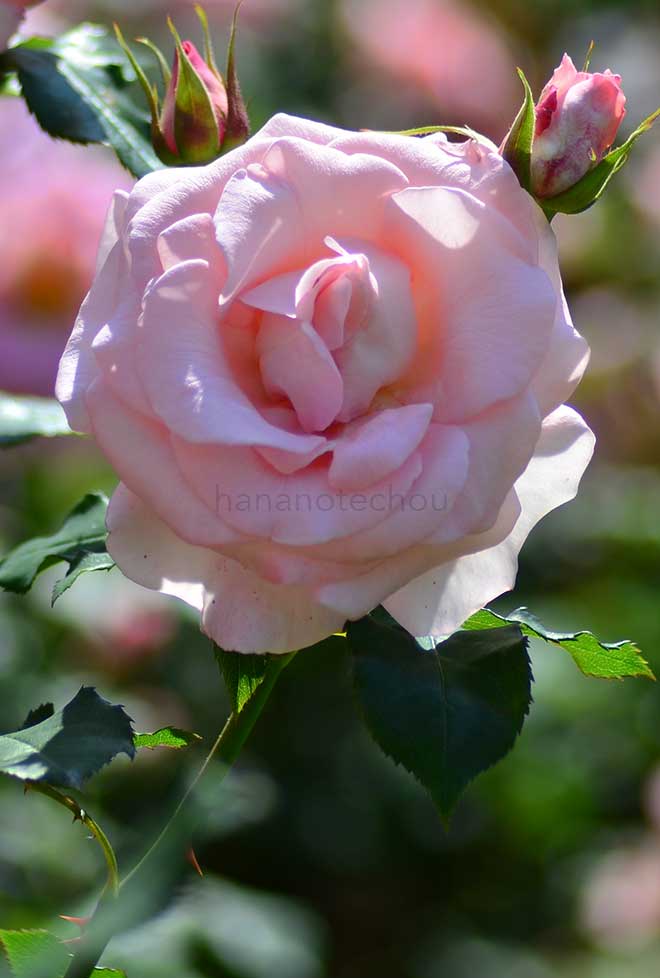 バラ ブライダル ピンク｜花の手帖の薔薇図鑑