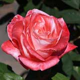 バラ ブリガドーン｜花の手帖の薔薇図鑑