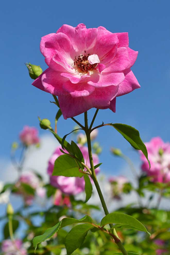 バラ ｜花の手帖の薔薇図鑑