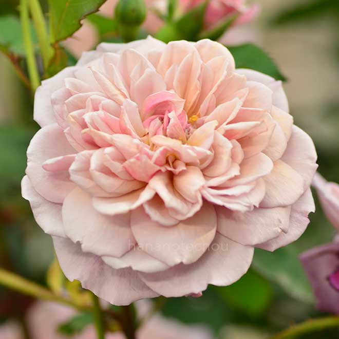 バラ ブロドリー｜花の手帖の薔薇図鑑