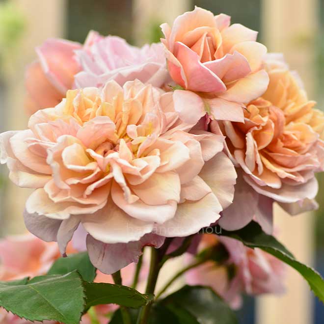 バラ ブロドリー｜花の手帖の薔薇図鑑