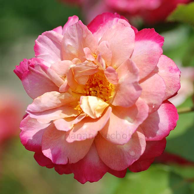バラ ブラウニー｜花の手帖の薔薇図鑑