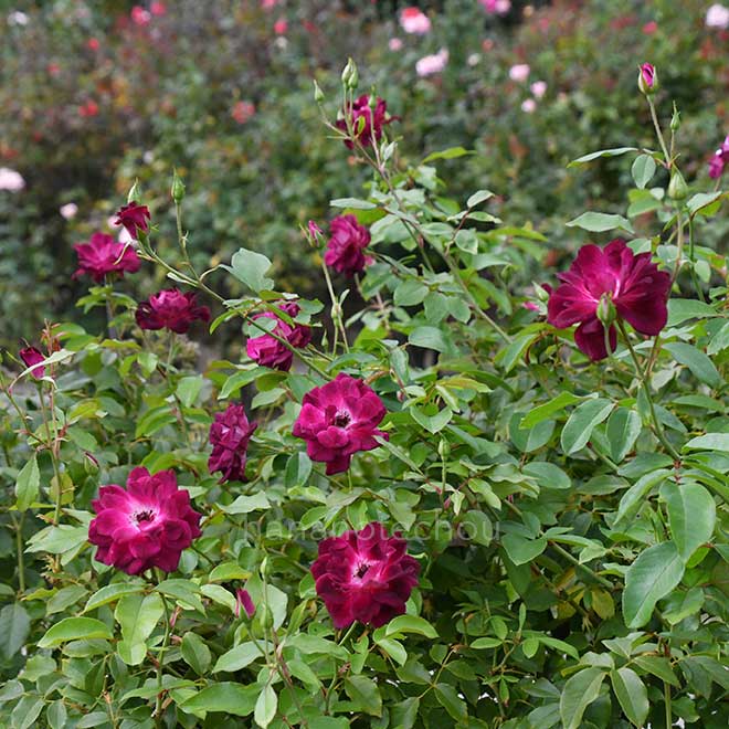 バラ バーガンディ アイスバーグ｜花の手帖の薔薇図鑑