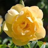 バラ バターカップ｜花の手帖の薔薇図鑑