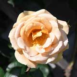 バラ バタースコッチ｜花の手帖の薔薇図鑑