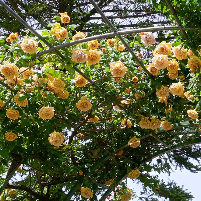 バラ バタースコッチ｜花の手帖の薔薇図鑑