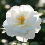 バラ ファビュラス！｜花の手帖の薔薇図鑑