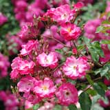 バラ フェア プレイ｜花の手帖の薔薇図鑑