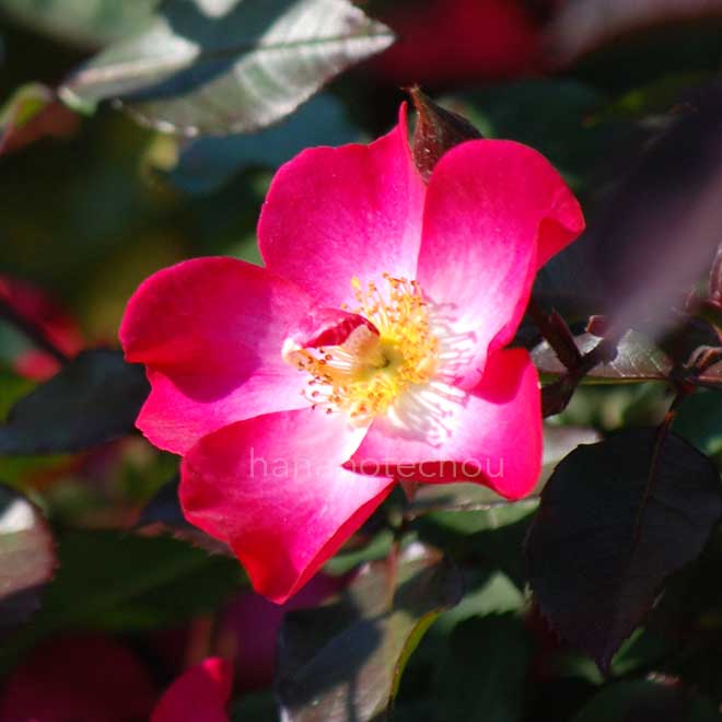 バラ フェア プレイ｜花の手帖の薔薇図鑑