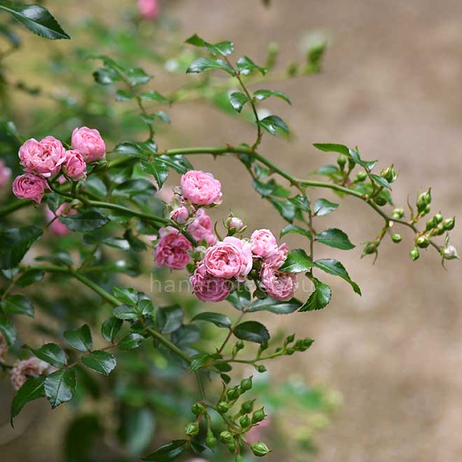 バラ フェアリー ボタン｜花の手帖の薔薇図鑑