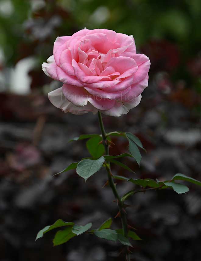 バラ フォール イン ラブ｜花の手帖の薔薇図鑑