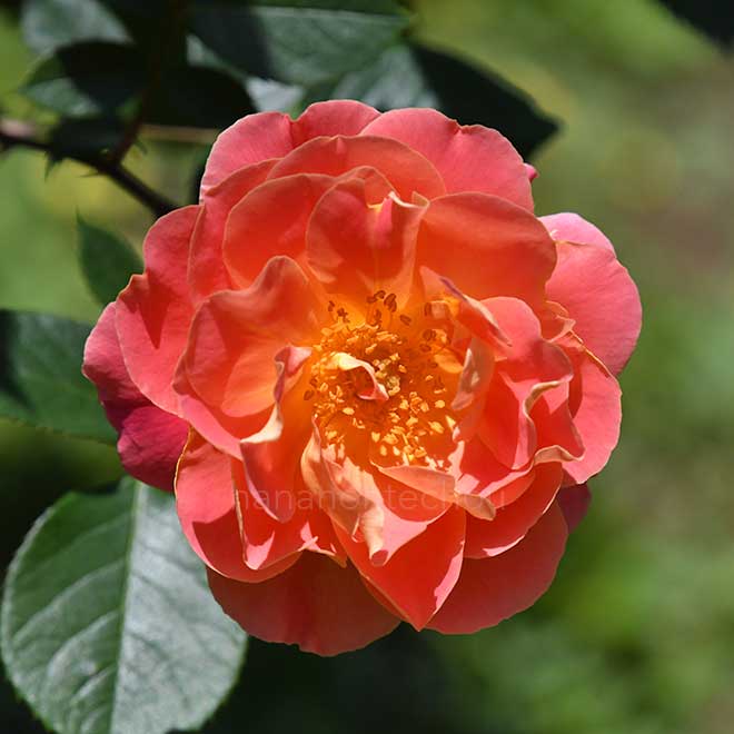 バラ ファンファーレ｜花の手帖の薔薇図鑑