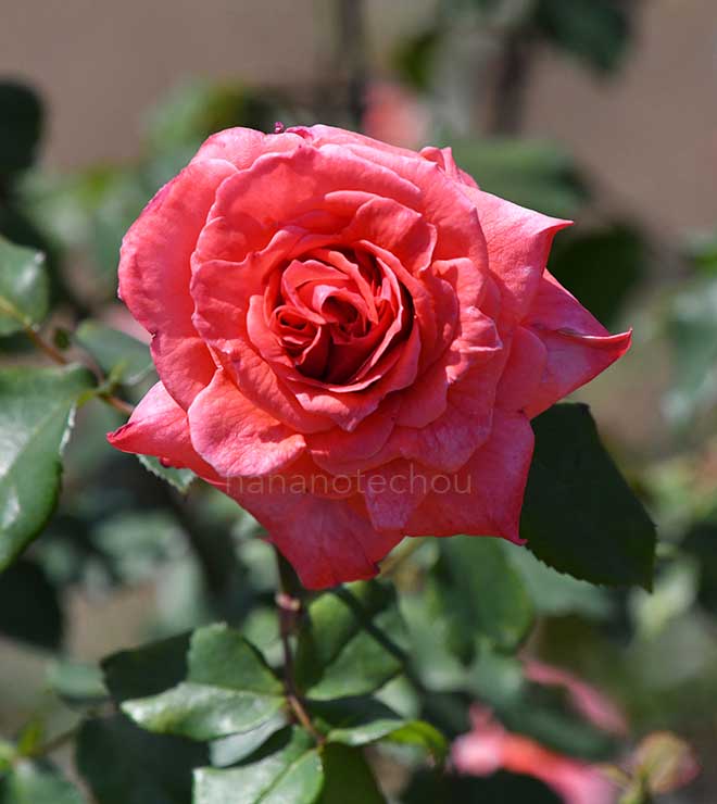 バラ ファッショネット
｜花の手帖の薔薇図鑑