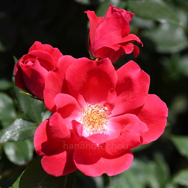 バラ ファッショニスタ｜花の手帖の薔薇図鑑