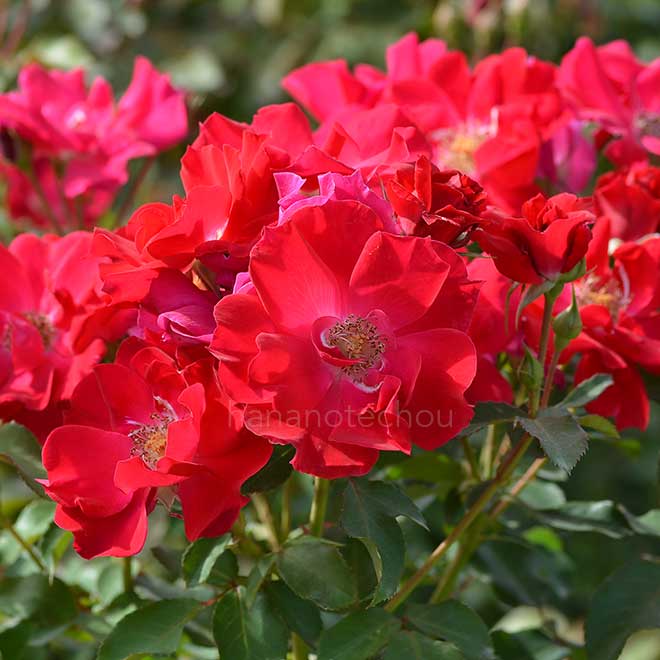 バラ ファッショニスタ｜花の手帖の薔薇図鑑