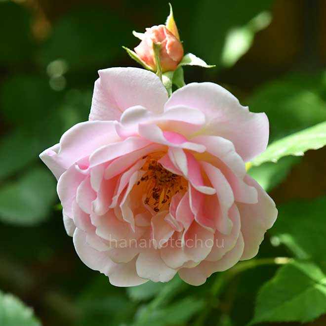 バラ フェリシア｜花の手帖の薔薇図鑑