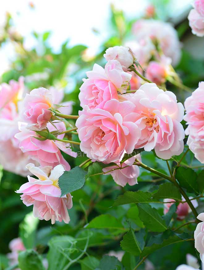 バラ フェリシア｜花の手帖の薔薇図鑑