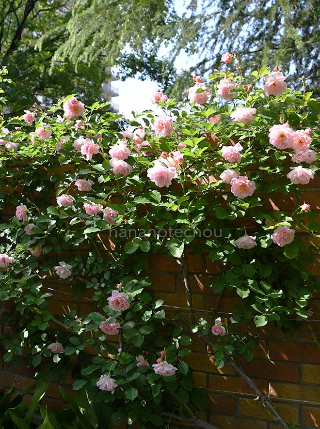 バラ フェリシア｜花の手帖の薔薇図鑑