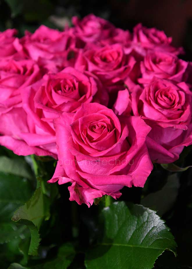 バラ フェリシタル｜花の手帖の薔薇図鑑