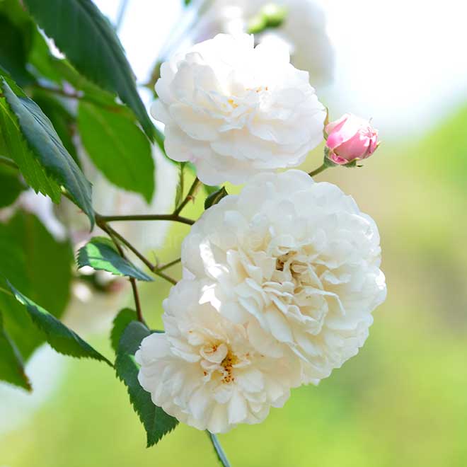 バラ フェリシテ エ ペルペチュ｜花の手帖の薔薇図鑑