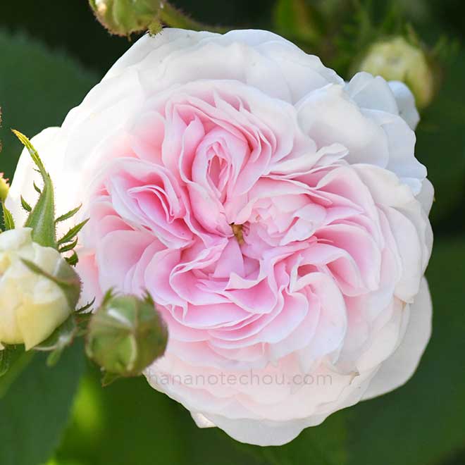 バラ フェリシテパルマンティエ｜花の手帖の薔薇図鑑