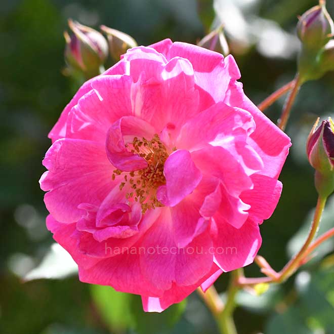 バラ フェレンベルグ｜花の手帖の薔薇図鑑