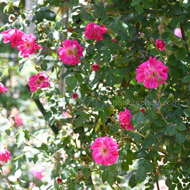 バラ フェレンベルグ｜花の手帖の薔薇図鑑