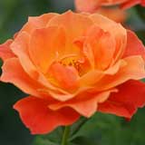 バラ フェローシップ｜花の手帖の薔薇図鑑