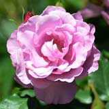 バラ フェルゼン伯爵｜花の手帖の薔薇図鑑