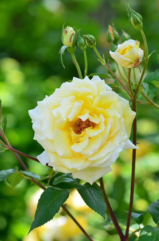 バラ フー ペルネ デュシェ｜花の手帖の薔薇図鑑