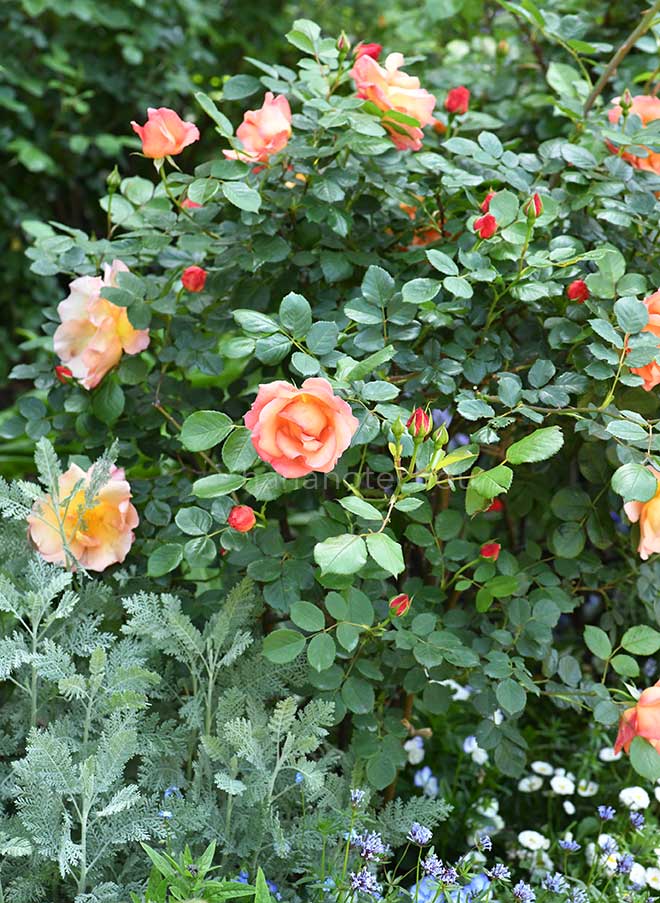 バラ ファイティングテメレア｜花の手帖の薔薇図鑑