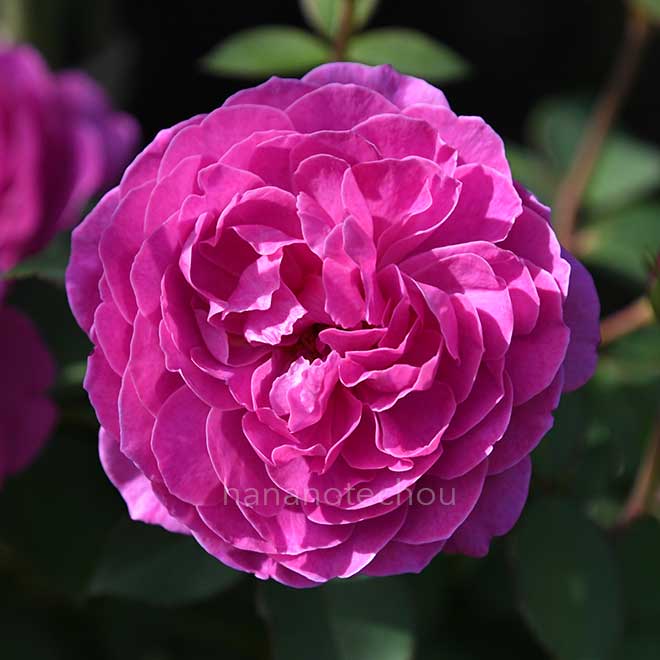 バラ フィネス｜花の手帖の薔薇図鑑