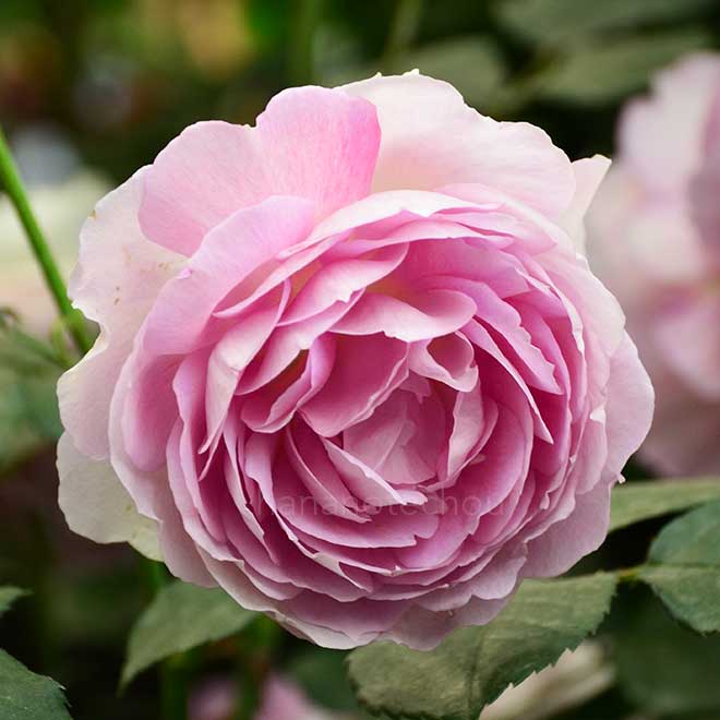 バラ ｜花の手帖の薔薇図鑑