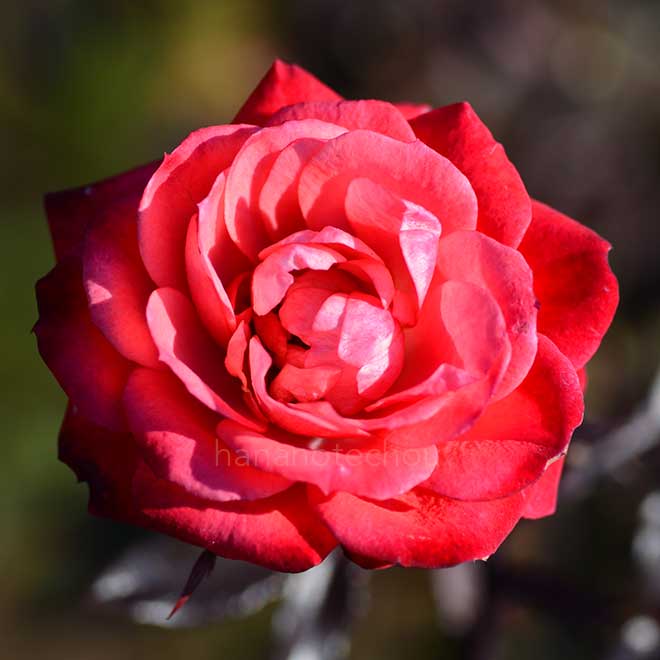 バラ ファイヤー グロー｜花の手帖の薔薇図鑑