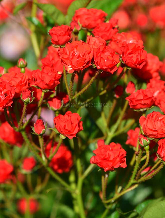 バラ ファイヤー グロー｜花の手帖の薔薇図鑑