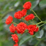 バラ ｜花の手帖の薔薇図鑑