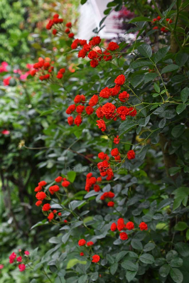 バラ つるファイヤー グロー｜花の手帖の薔薇図鑑