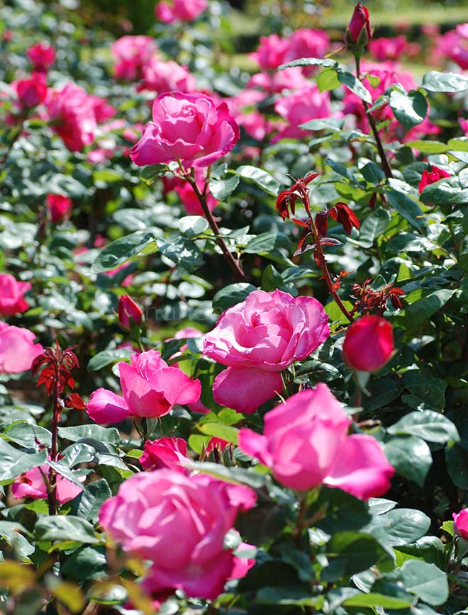 バラ ファースト フェデエラルズ ルネッサンス｜花の手帖の薔薇図鑑