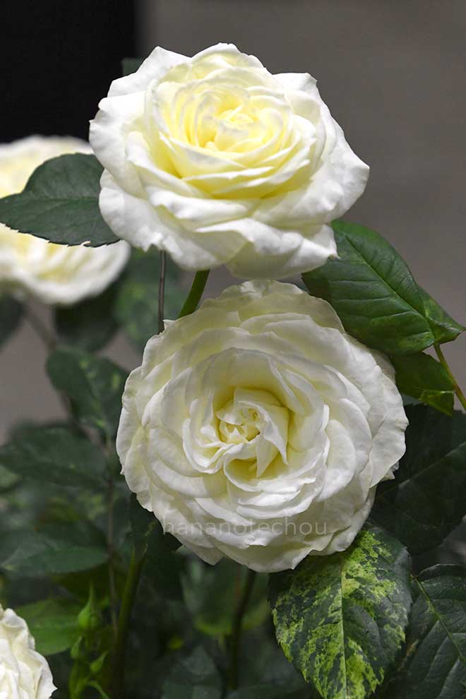 バラ ファーストフロスト｜花の手帖の薔薇図鑑