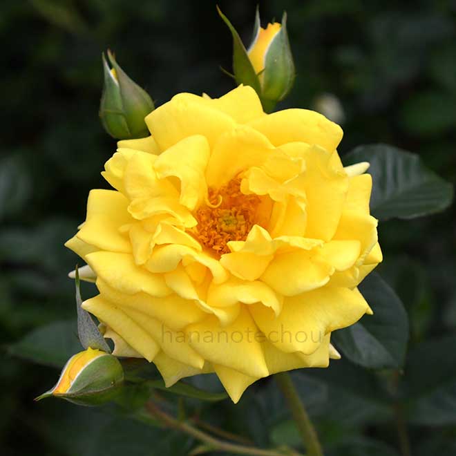 バラ ファースト インプレッション｜花の手帖の薔薇図鑑